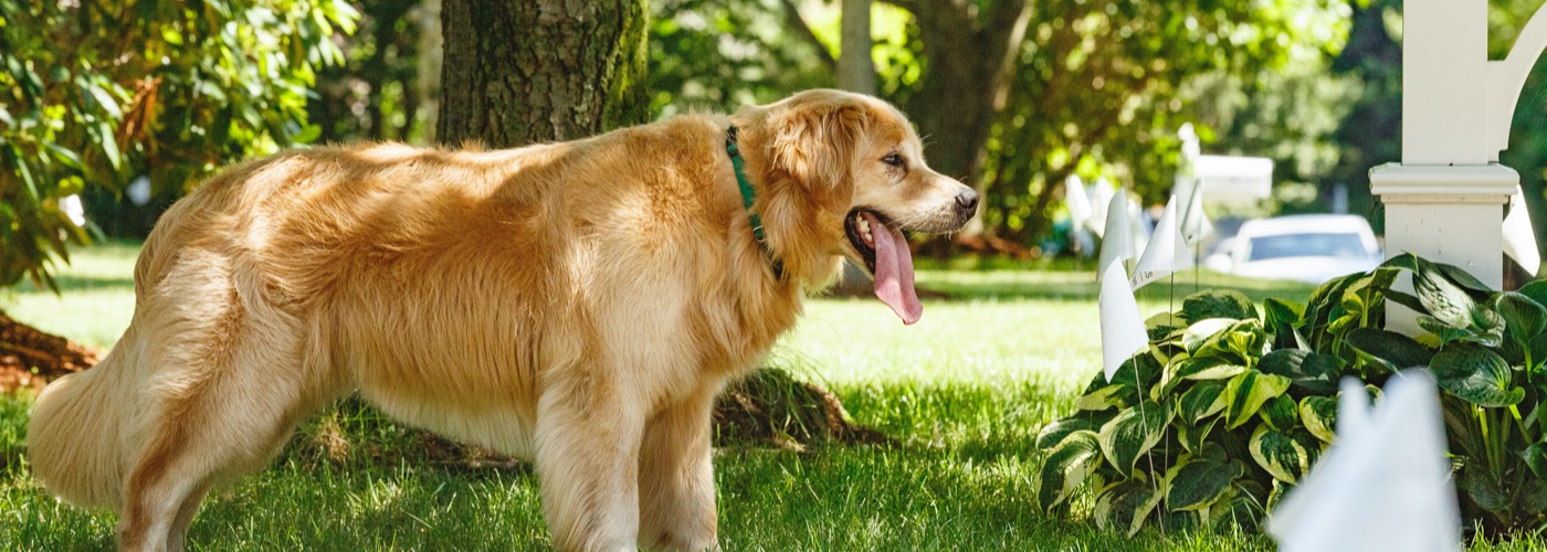 Trini DogWatch, St. James, Trinidad | Outdoor Hidden Dog Fences Slider Image