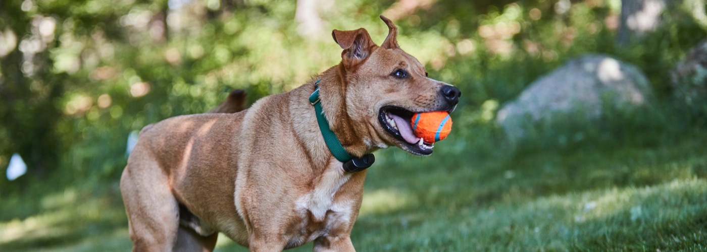 Trini DogWatch, St. James, Trinidad | ProFenceX Slider Image